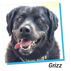 picture of Grizz the dog